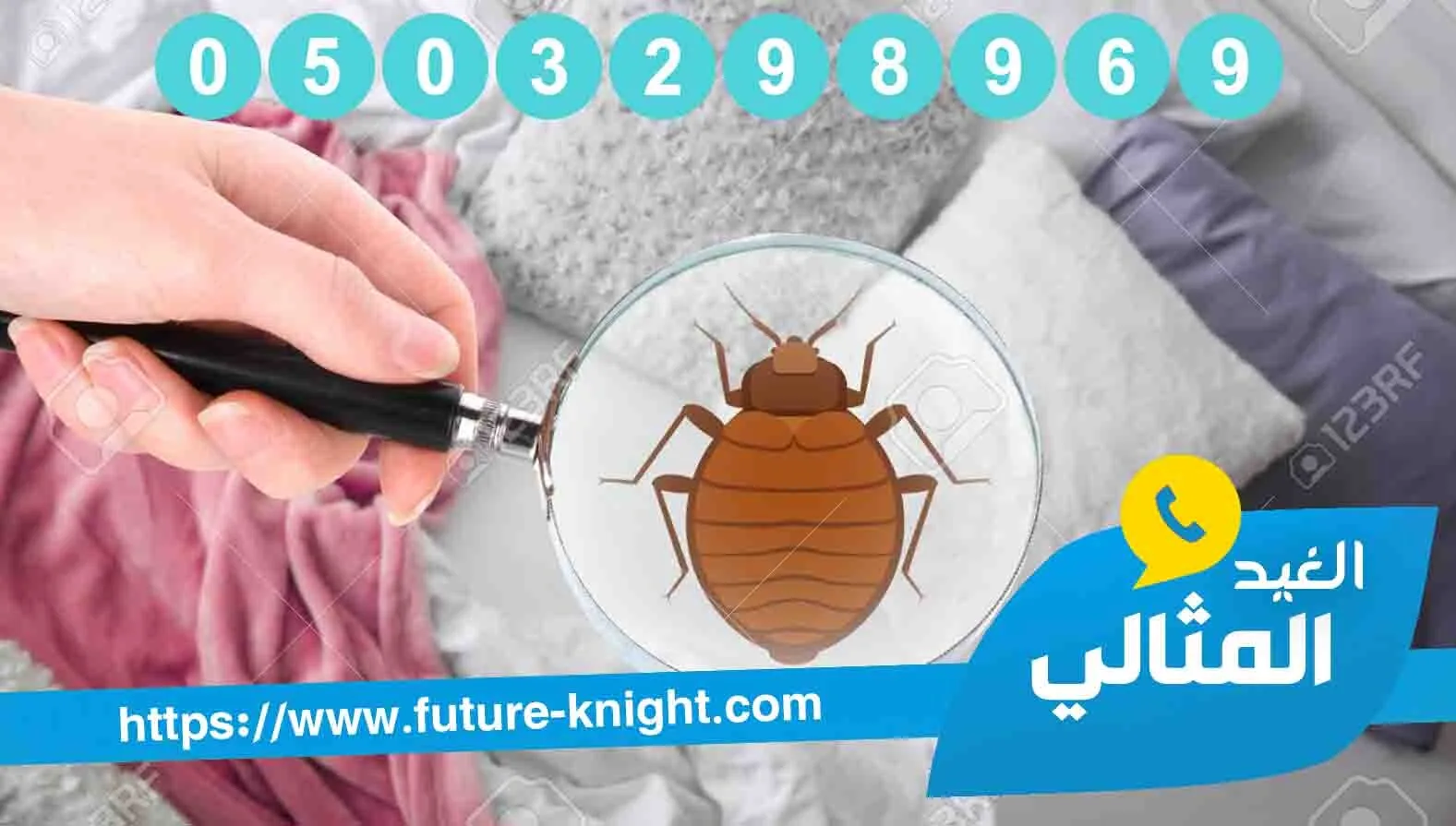 شركة مكافحة حشرات بالقطيف