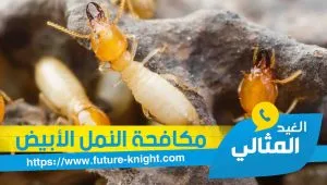 شركة مكافحة النمل الابيض بالدمام