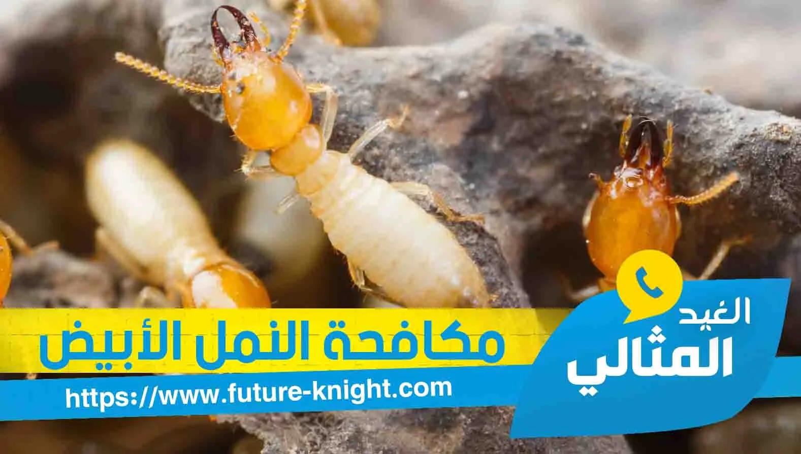 شركة مكافحة النمل الأبيض بالخبر 0503298969 الغيد المثالي 3 شركة مكافحة النمل الأبيض بالخبر