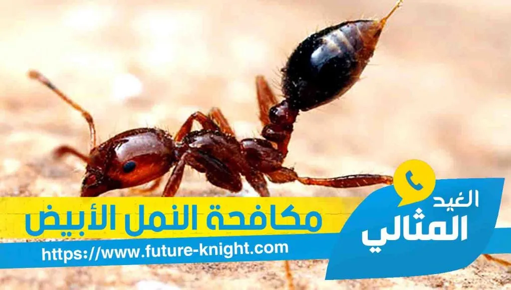 شركة رش حشرات بالخبر