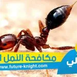 شركة مكافحة النمل الأبيض بالقطيف 0503298969 الغيد المثالي
