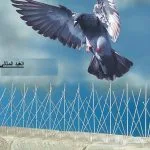 شركة مكافحة الحمام بالخبر