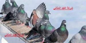 شركة مكافحة الحمام بالقطيف 2 شركة مكافحة الحمام بالقطيف